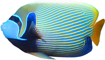 Angelfish Clipart Blue - Angel Fish Without Background (468x278)