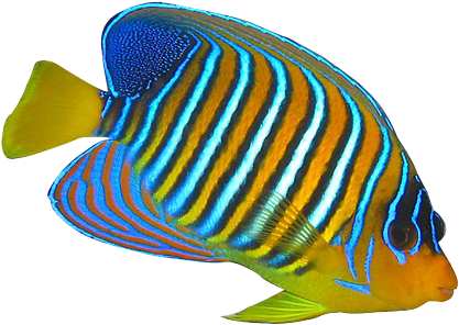 Tropical Fish Clipart Butterfly Fish - Butterfly Fish Clip Art (434x307)