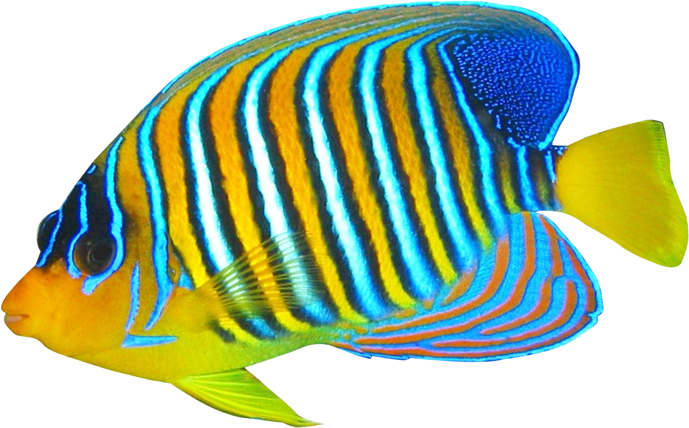 Angelfish Clipart Transparent Fish - Coral Reef Fish Png (1450x957)
