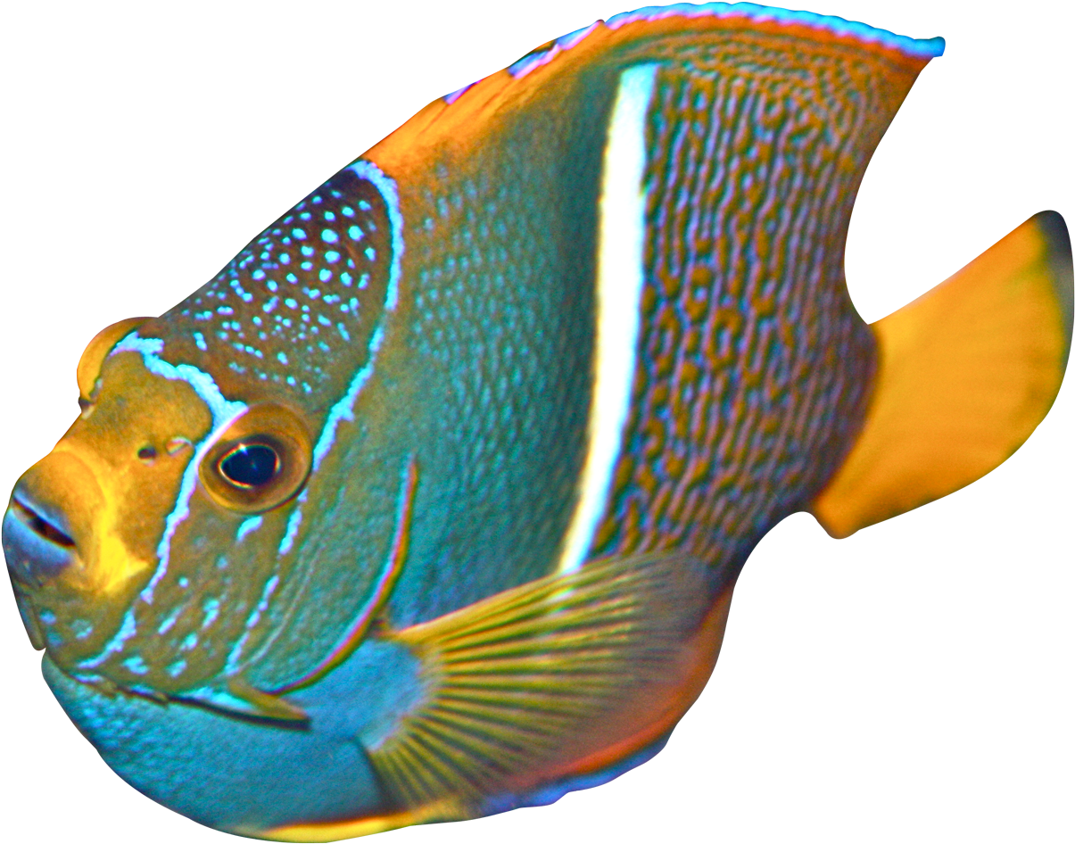 Angel Fish Transparent (1340x1115)