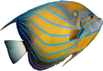 Angel Fish Png - Boston Aquariums (459x342)