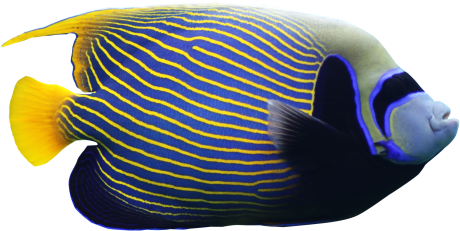 Angel Fish Png - Angelfish Png (500x315)