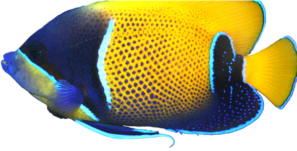 Tropical Fish P - Adelaide (580x397)