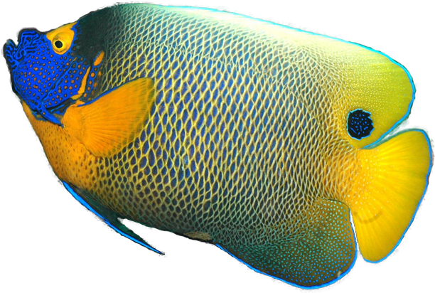 Tropical Fish Png - Angelfish Transparent Background (611x419)