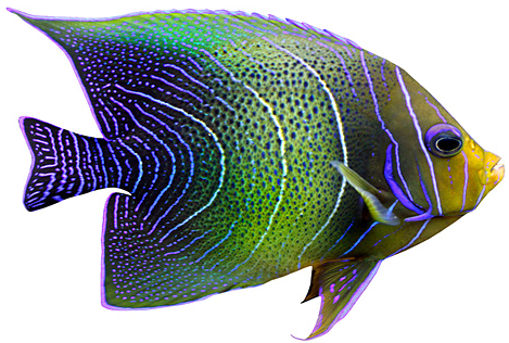 Tropical Fish Png - Tropical Fish (469x316)