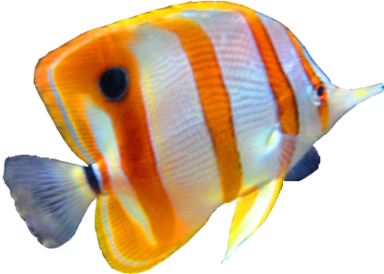 Hd Fish Image In Our System Image - Science Fusion Grade 1 Test (453x332)