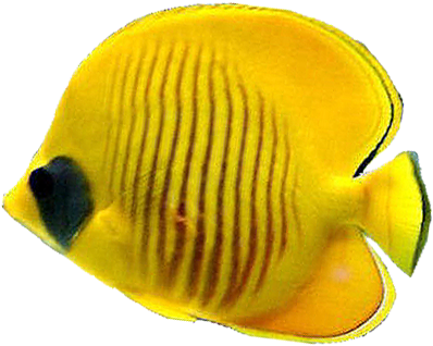 Tropical Fish Png - Png Fish Tropical (434x392)