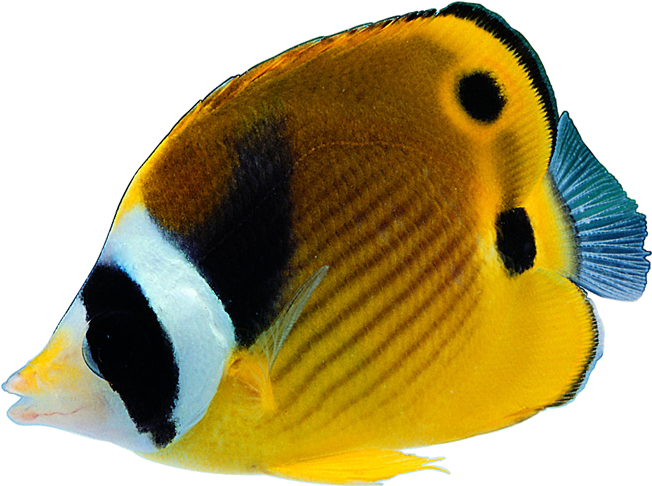 Bony Fishes Tropical Fish - 熱帶魚 (700x700)