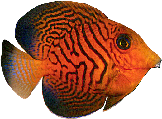 Tropical Fish 1 2 3 - Chevron Tang (529x397)