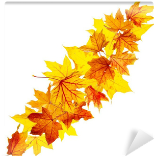 Falling Autumn Maple Leaves Isolated On White Background - Maple Leaf (400x400)