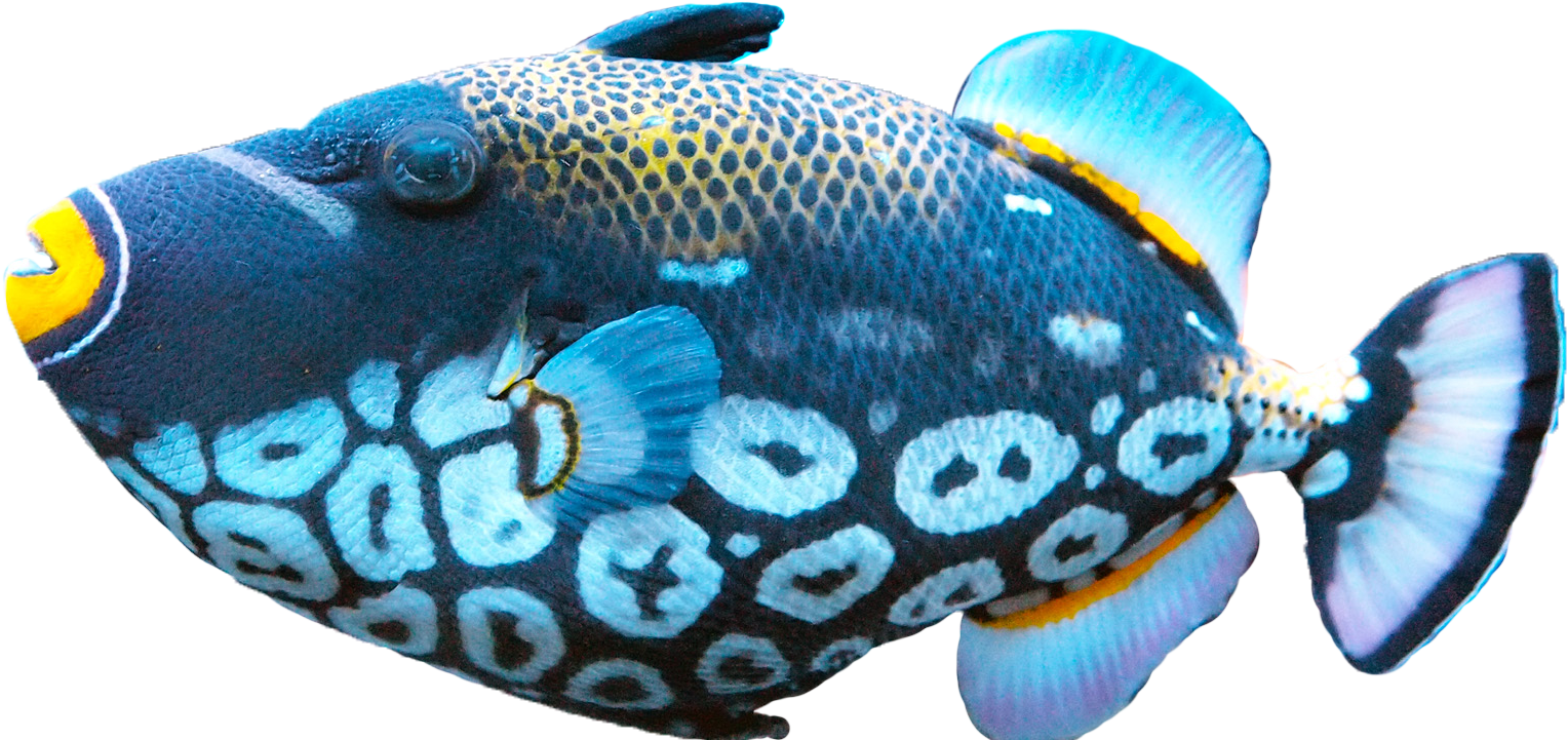 Fish Exotic Png Image - Fish Png (1528x721)