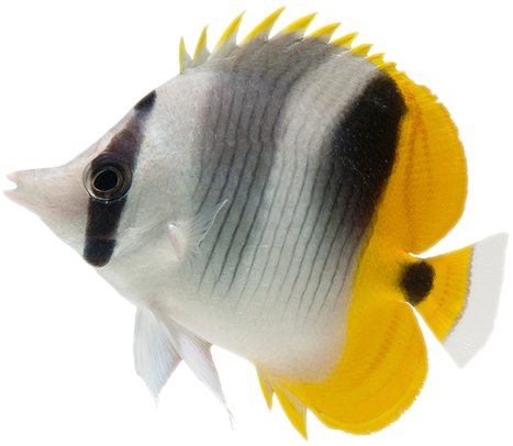 Catch A Dive - Caribsea Ocean Direct Original Sand 40lb (474x407)