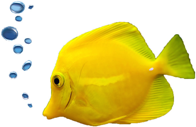 Scuba Diving Packages - Fish With Bubbles Png (704x480)