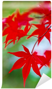 Maple Leaf (400x400)