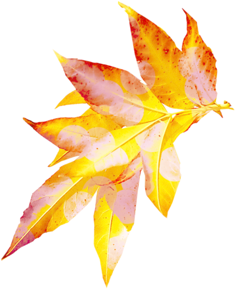 Png Клипарт "ветки, Лианы" - Leaf (631x699)