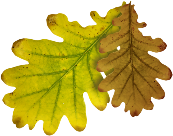 Дубовые Осенние Листья - Oak (600x501)
