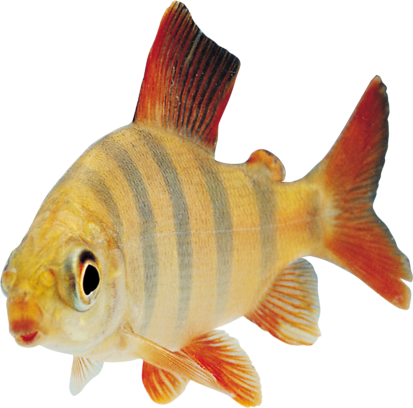 Fish Png Image - Fish Transparent (1440x1458)