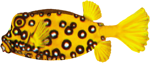 Cube Boxfish Drawing, Blackspotted Pufferfish - Spotted Fish On White Background (531x238)