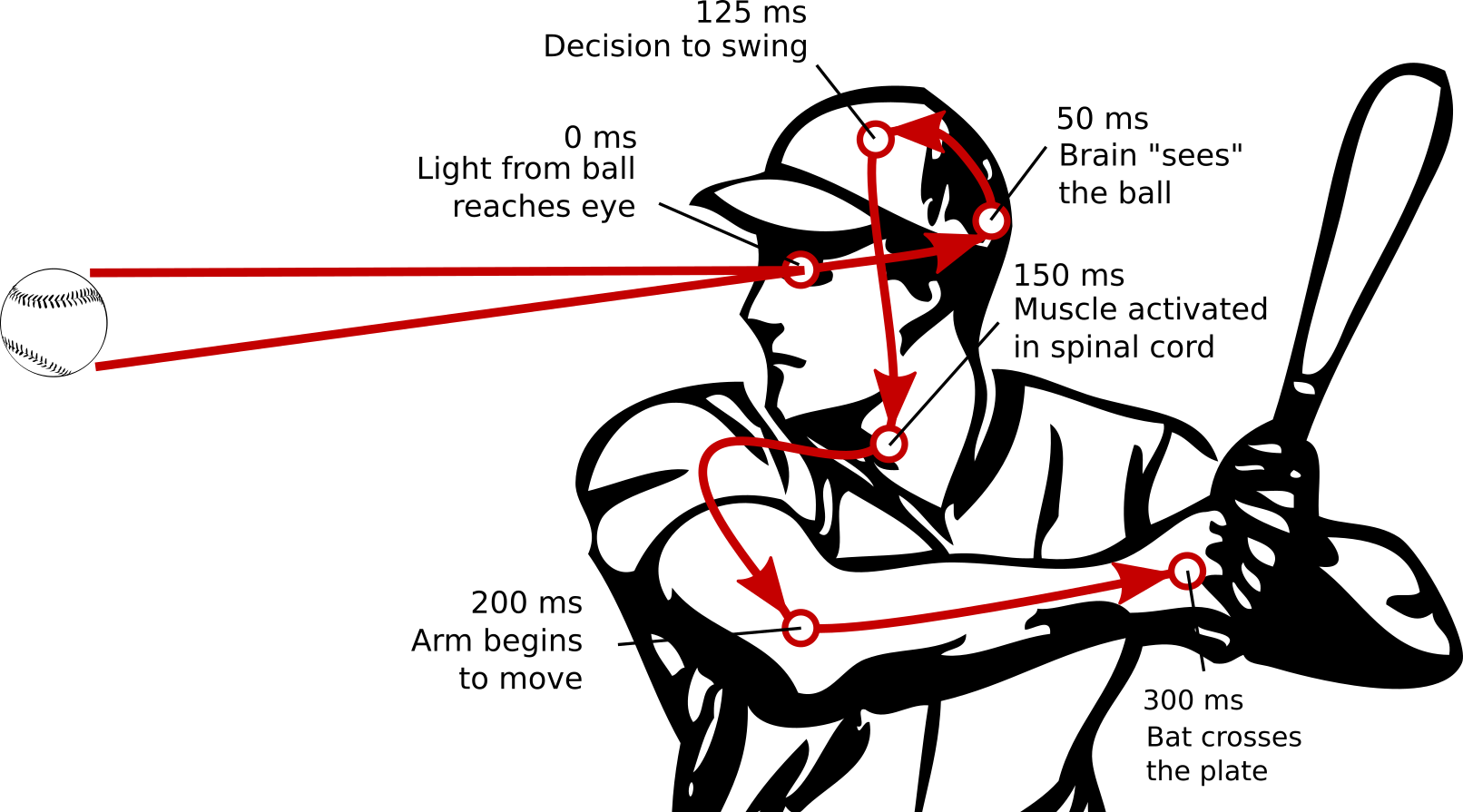 It Takes At Least 300 Ms For A Baseball Hitter To See - Reaction Time To Hit A Baseball (1612x895)