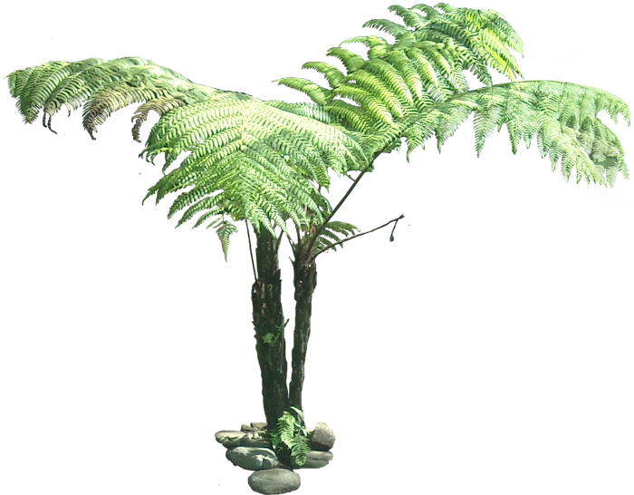 Bush Clipart Jungle Tree - Tree Fern Cut Out (700x546)