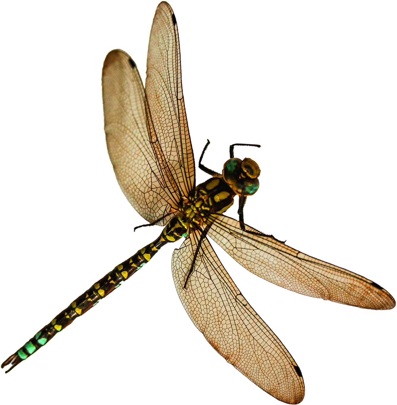 Dragonfly Png - Dragonfly Png (1500x1495)
