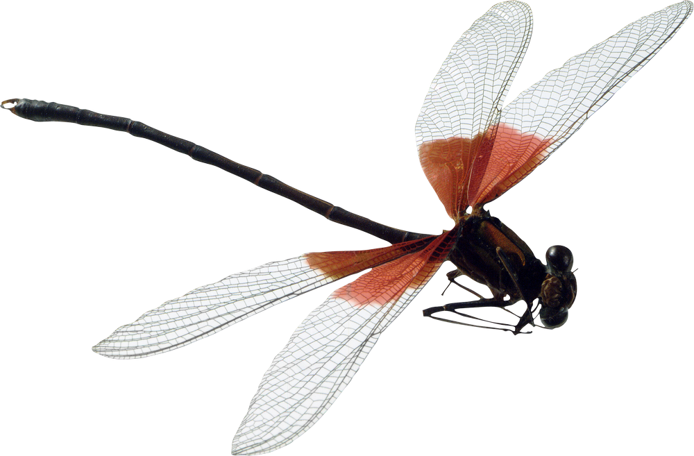 Dragonfly Png - Dragonfly Png (1000x657)