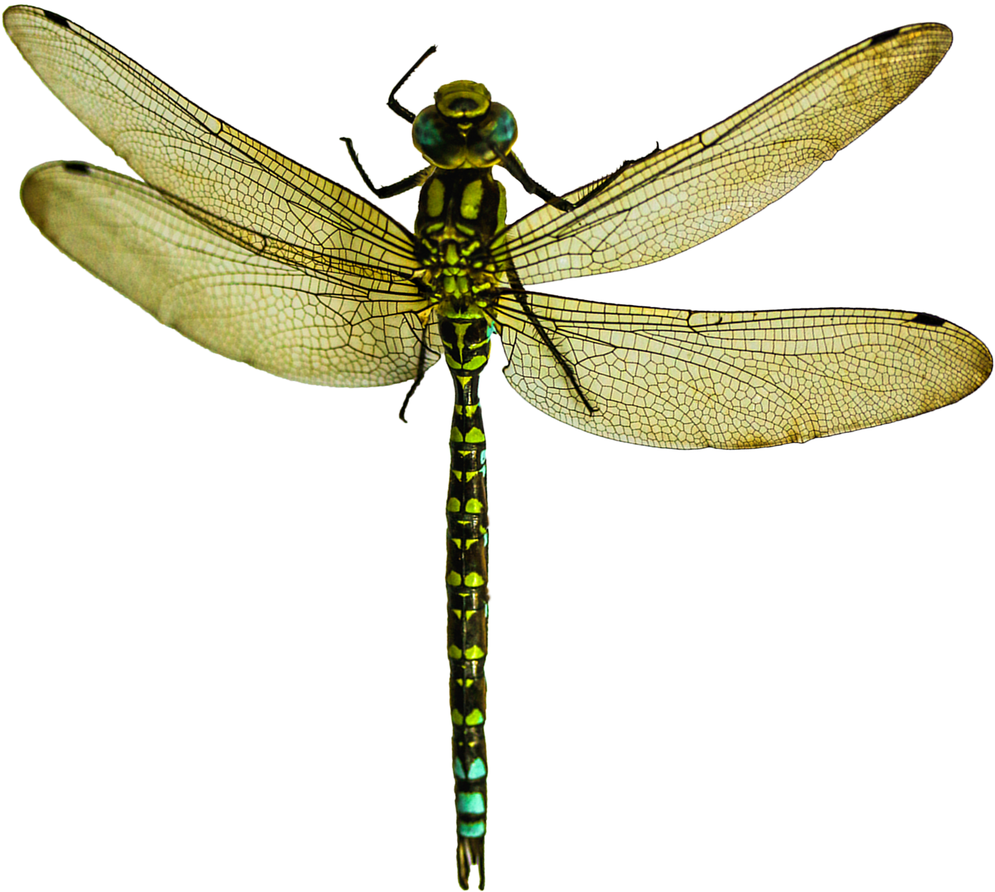 Dragonfly Png - Dragonfly Png (1583x1440)