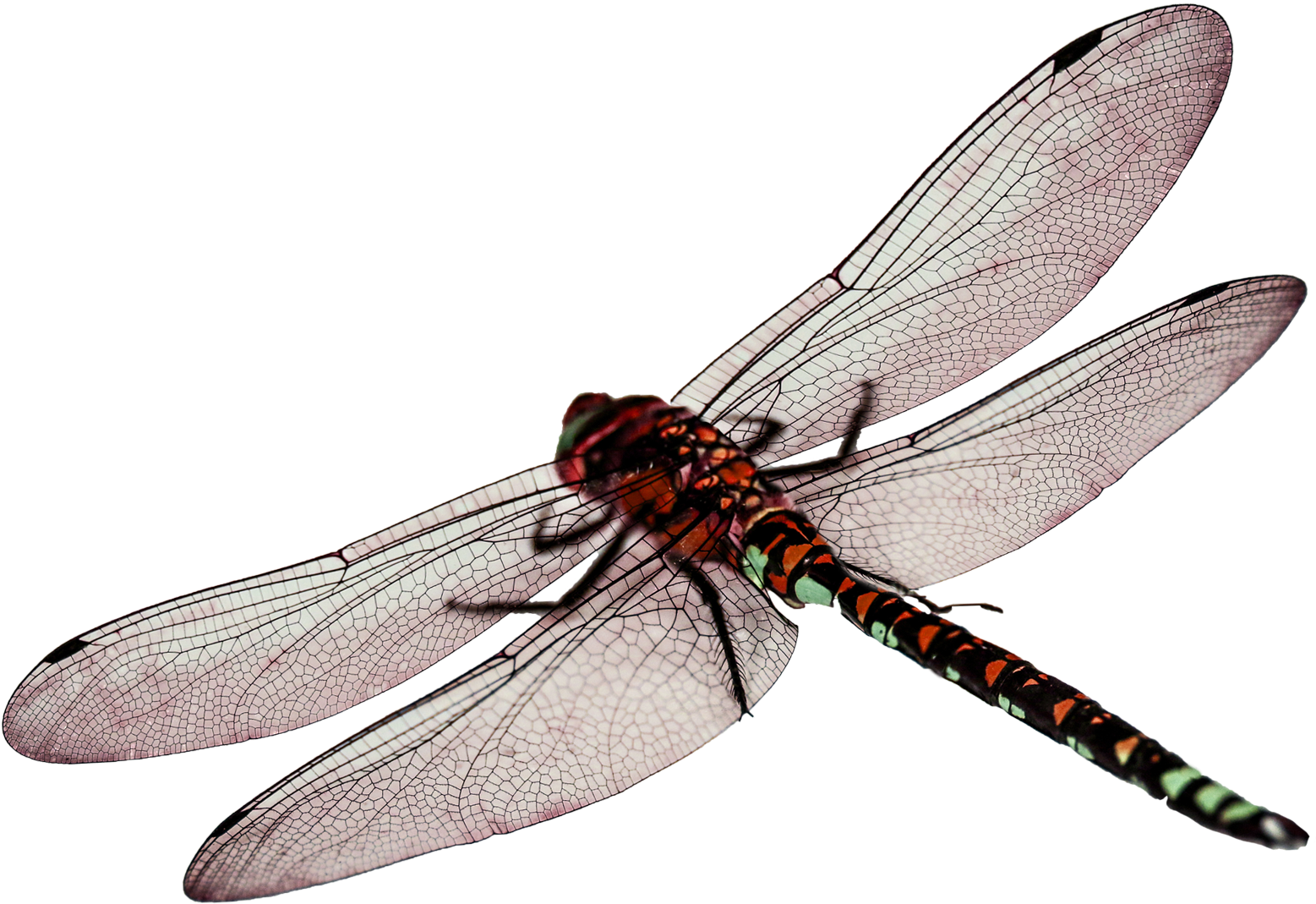 Dragonfly Png - Dragonfly Png (1739x1254)