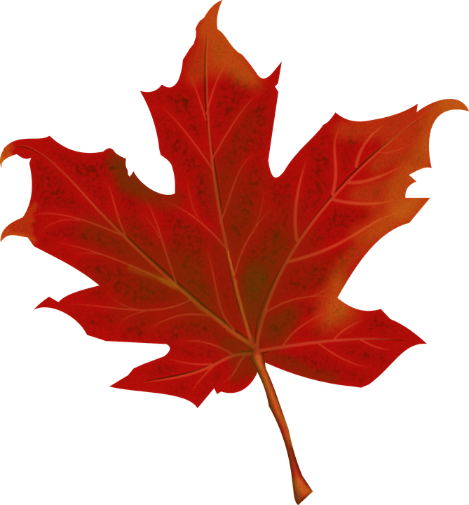 Pictures Of Maple Leaves 28, Buy Clip Art - Folha De Outono Png (669x720)