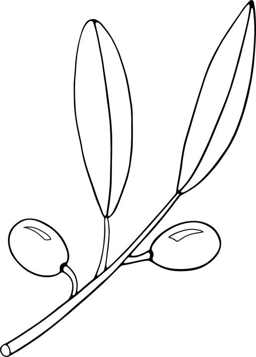 Leaf Outline Cliparts 24, - Olive Clipart Black And White Png (517x720)