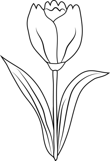 Leaf Of Tulip Tree - Tulip Black And White (378x550)