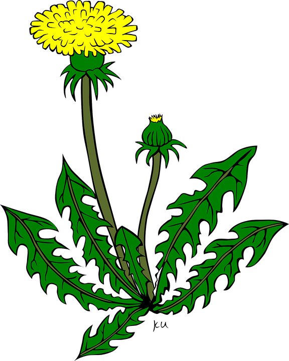 Löwenzahn, Blume, Gelb - Dandelion Clipart (576x720)