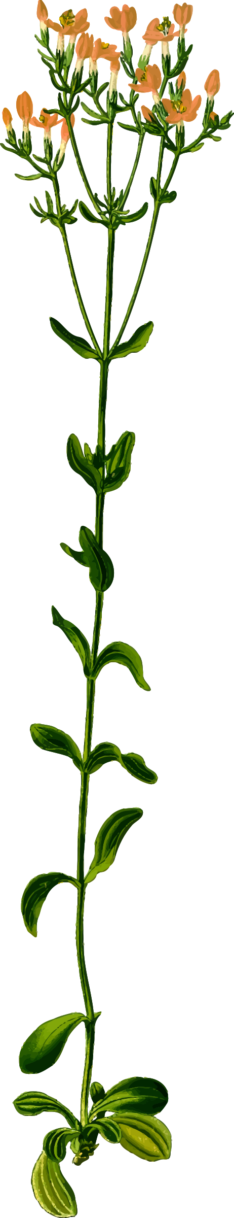 Common Centaury By @firkin, From A Drawing In ' - Herb (462x2400)