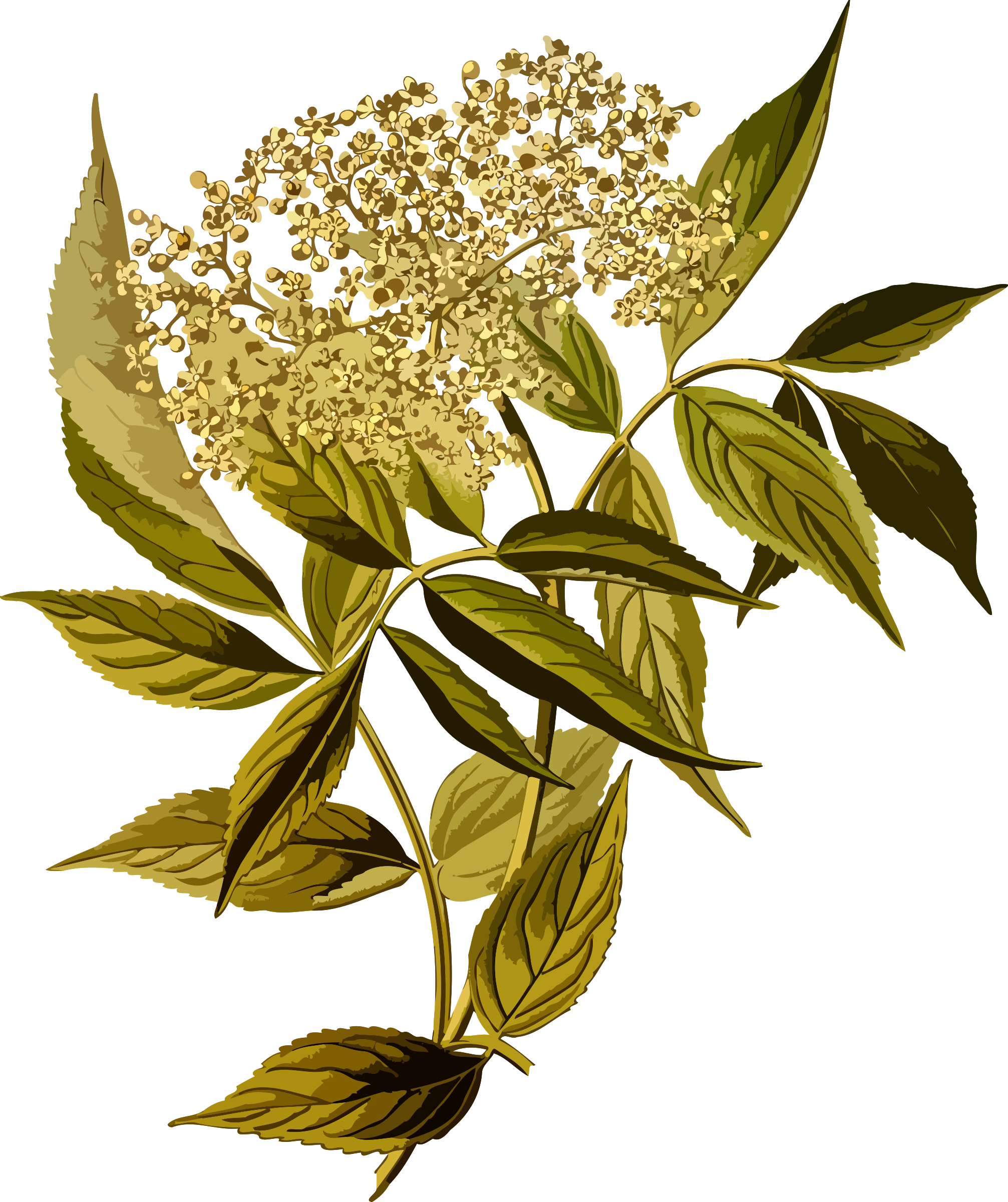 European Black Elder By @firkin, From A Drawing In - Sambucus Nigra (2013x2400)