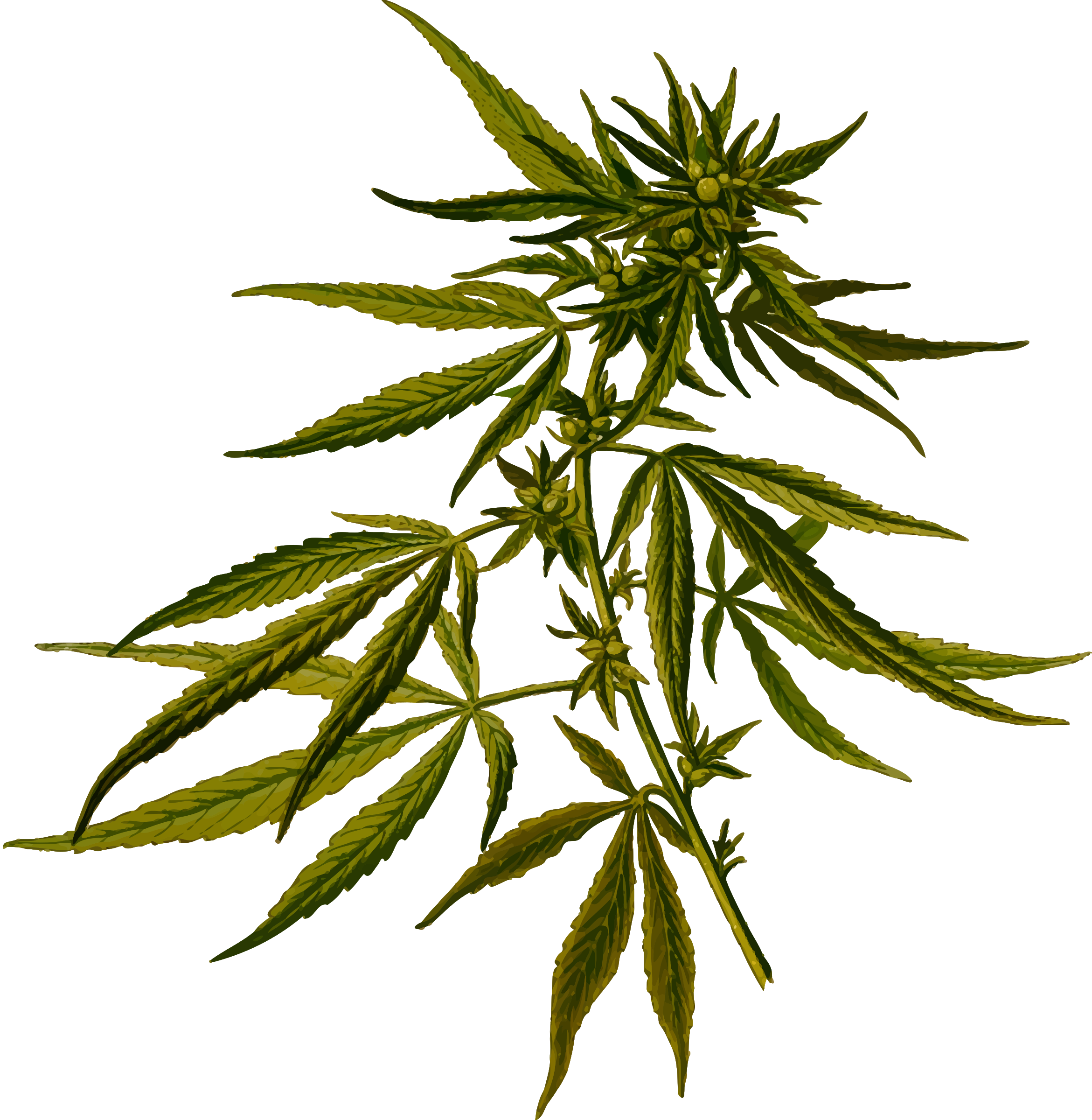 Big Image - Cannabis Plant Clip Art (2341x2400)