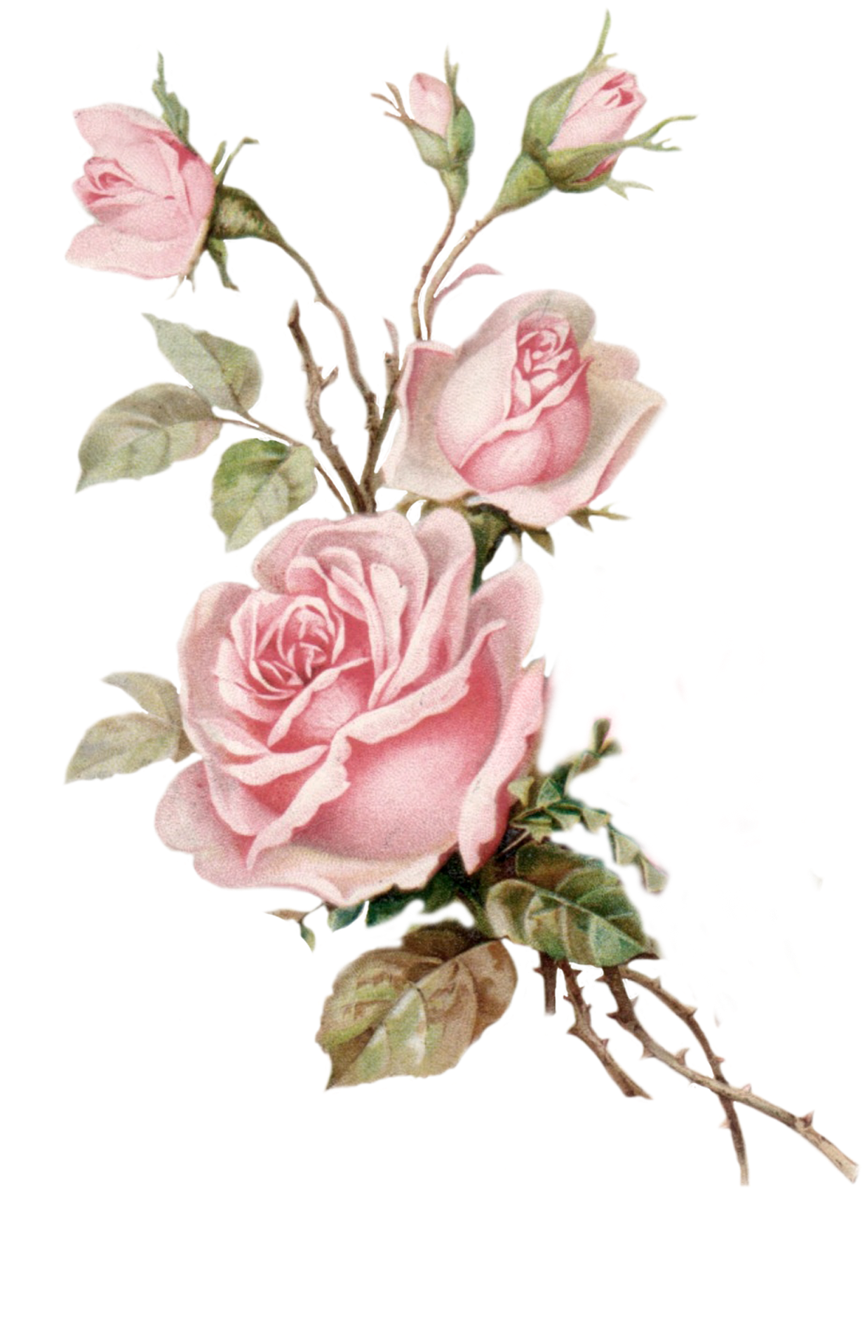 Vintage Pink Rose Png Cut Out From An Old Postcard - Vintage Pink Rose Png (1470x2030)