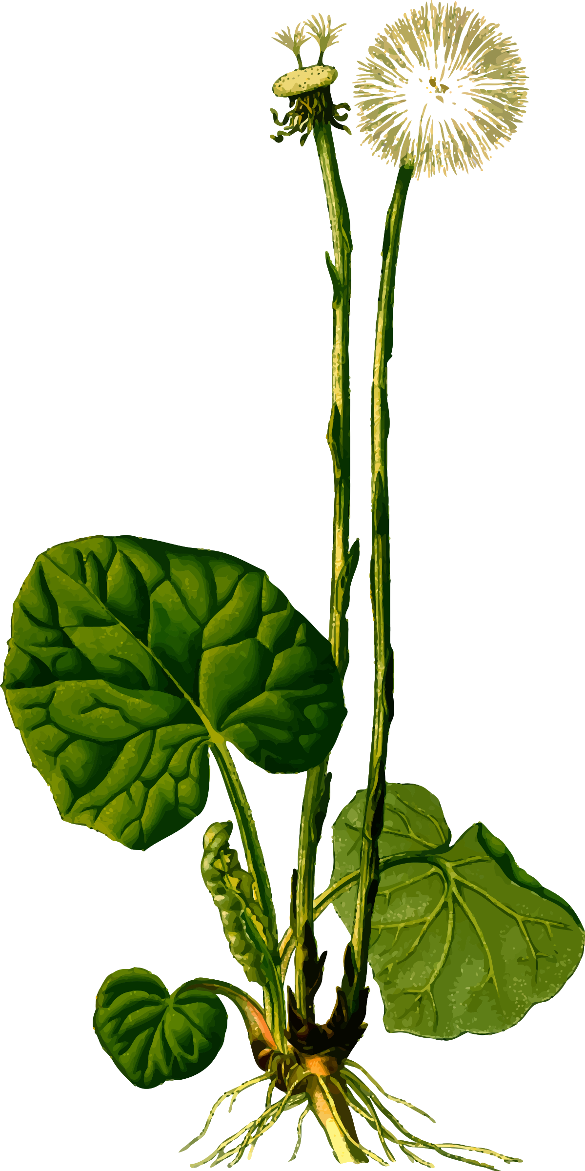 Clipart - - Koehler's Medicinal Plants Prints (1199x2400)