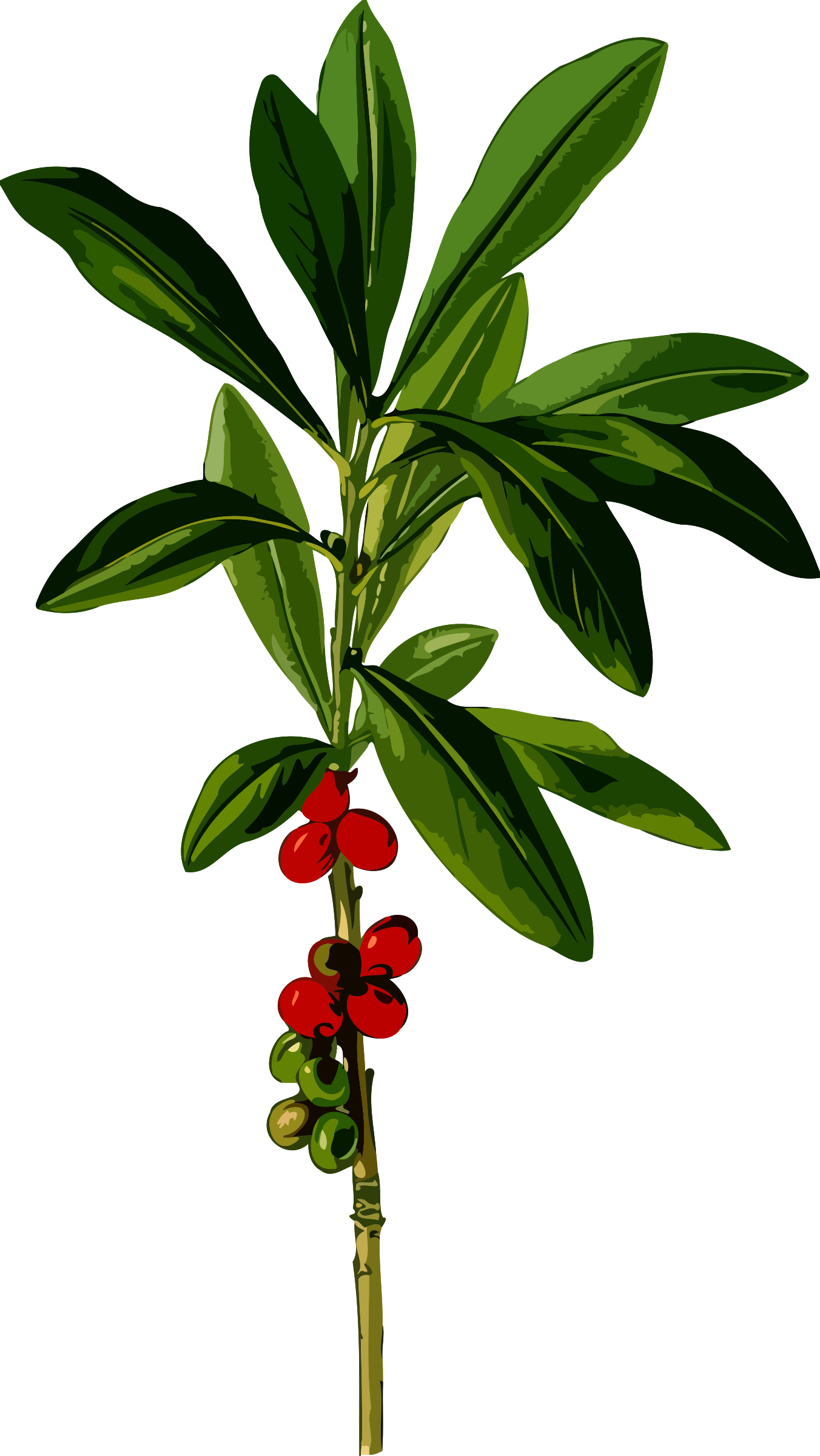 Big Image - February Daphne 2 (detailed) (1352x2400)