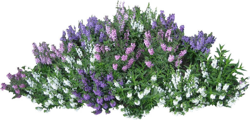 Download Bush Free Png Photo Images And Clipart - Flower Bush Png (1024x1024)