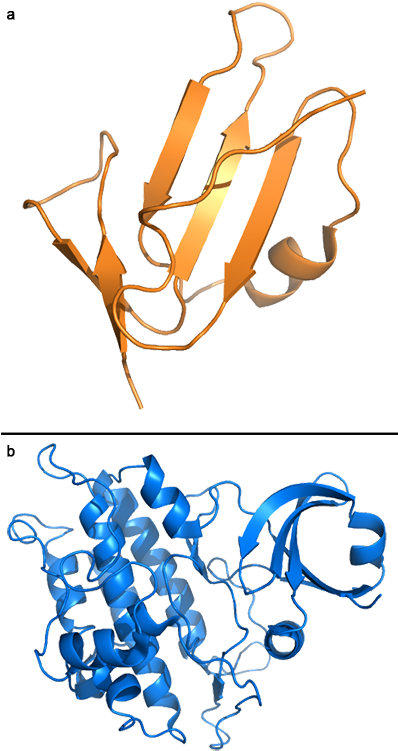 Structures Of Alk1 Ectodomain And Of The Kinase Domain - Structures Of Alk1 Ectodomain And Of The Kinase Domain (397x758)