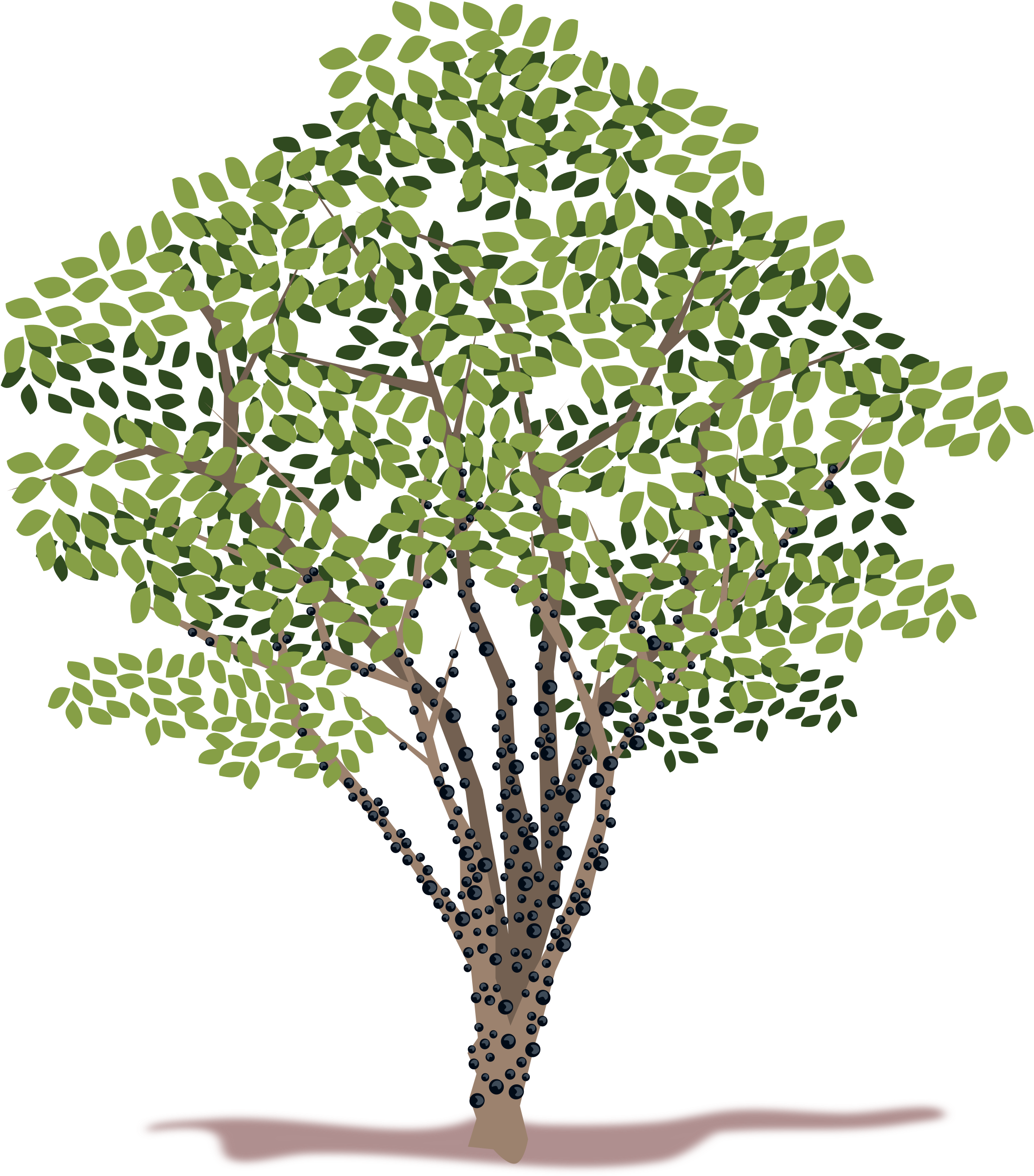 Free Photos > Public Domain Images > Spring Tree Vector - Jabuticabeira Clipart (2400x2400)
