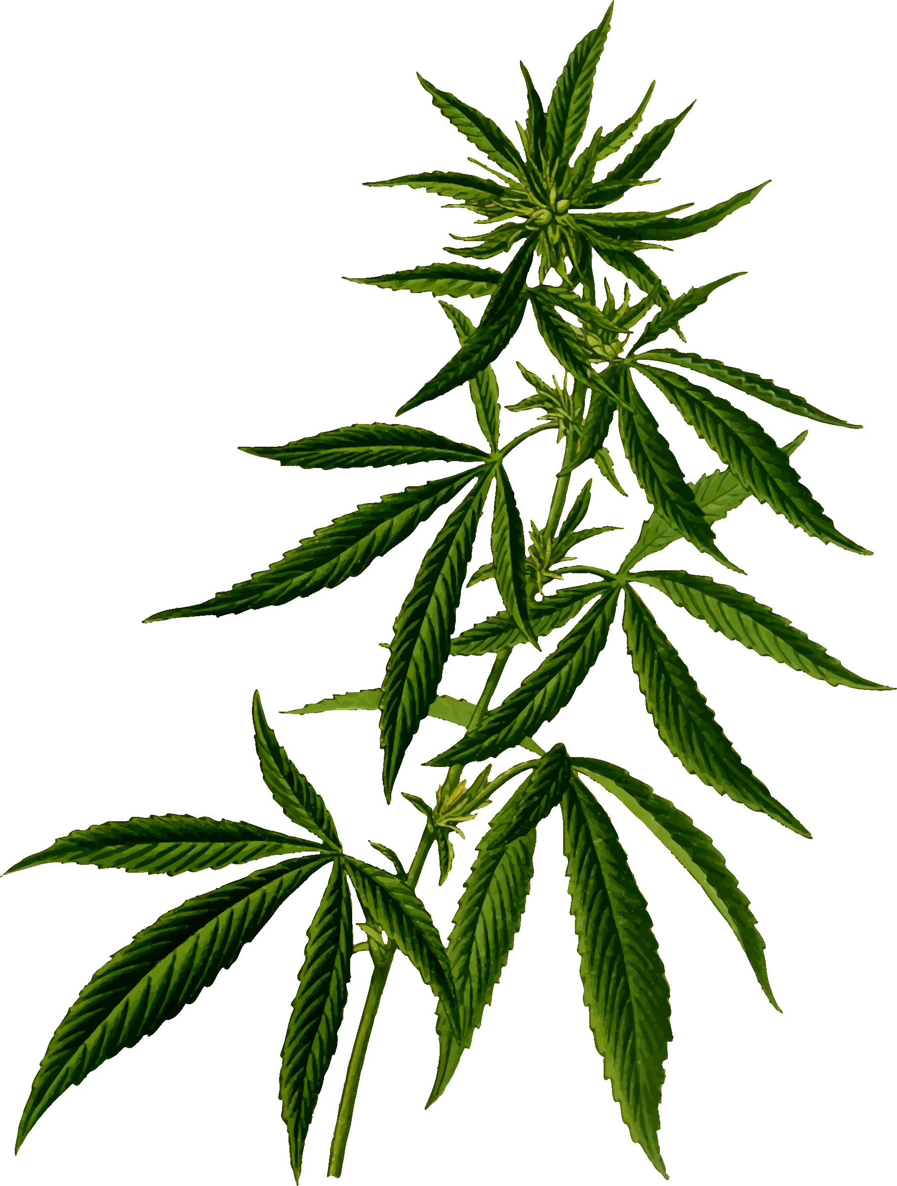 Free - Cannabis Plant Vector - (1816x2400) Png Clipart Download. 
