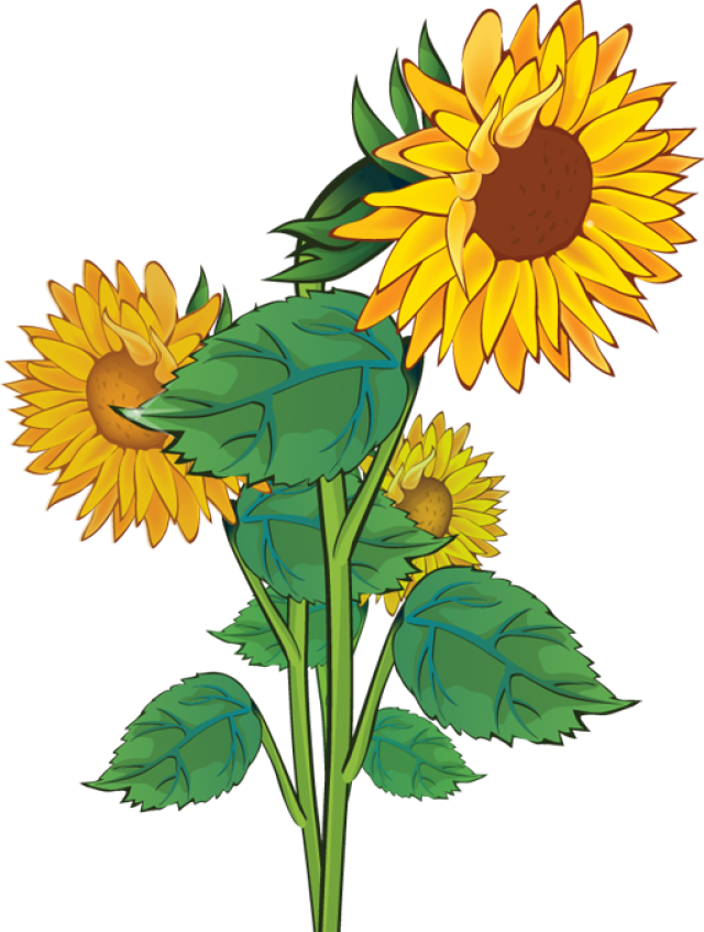 Free Sunflower Clipart Public Domain Flower Clip Art - Clipart Sun Flower (640x847)