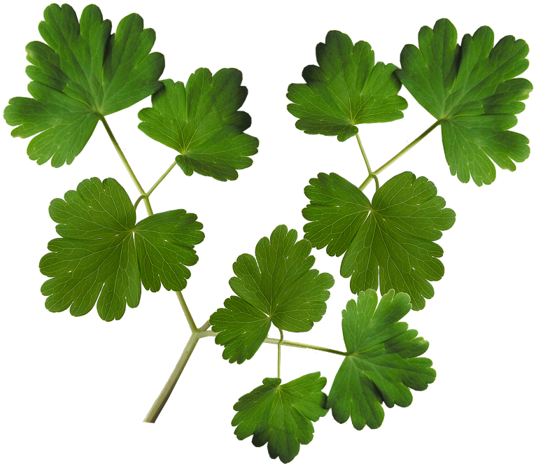 Grape Leaves Pictures 27, Buy Clip Art - Gooseberry (836x720)