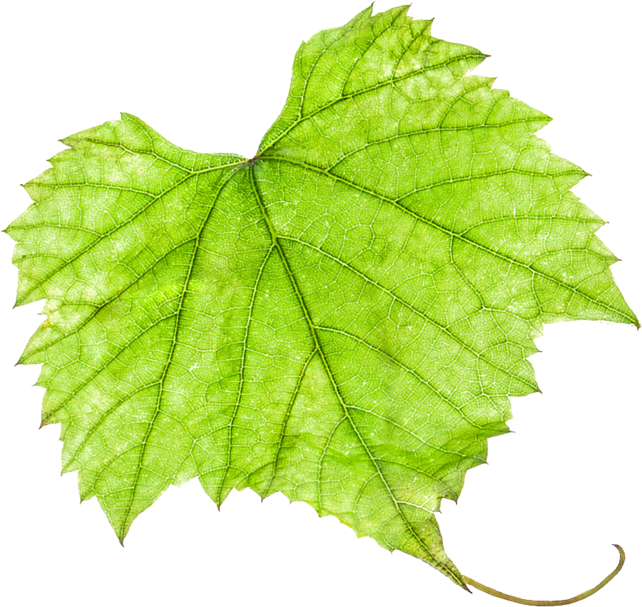 Grape Leaf Png (900x850)