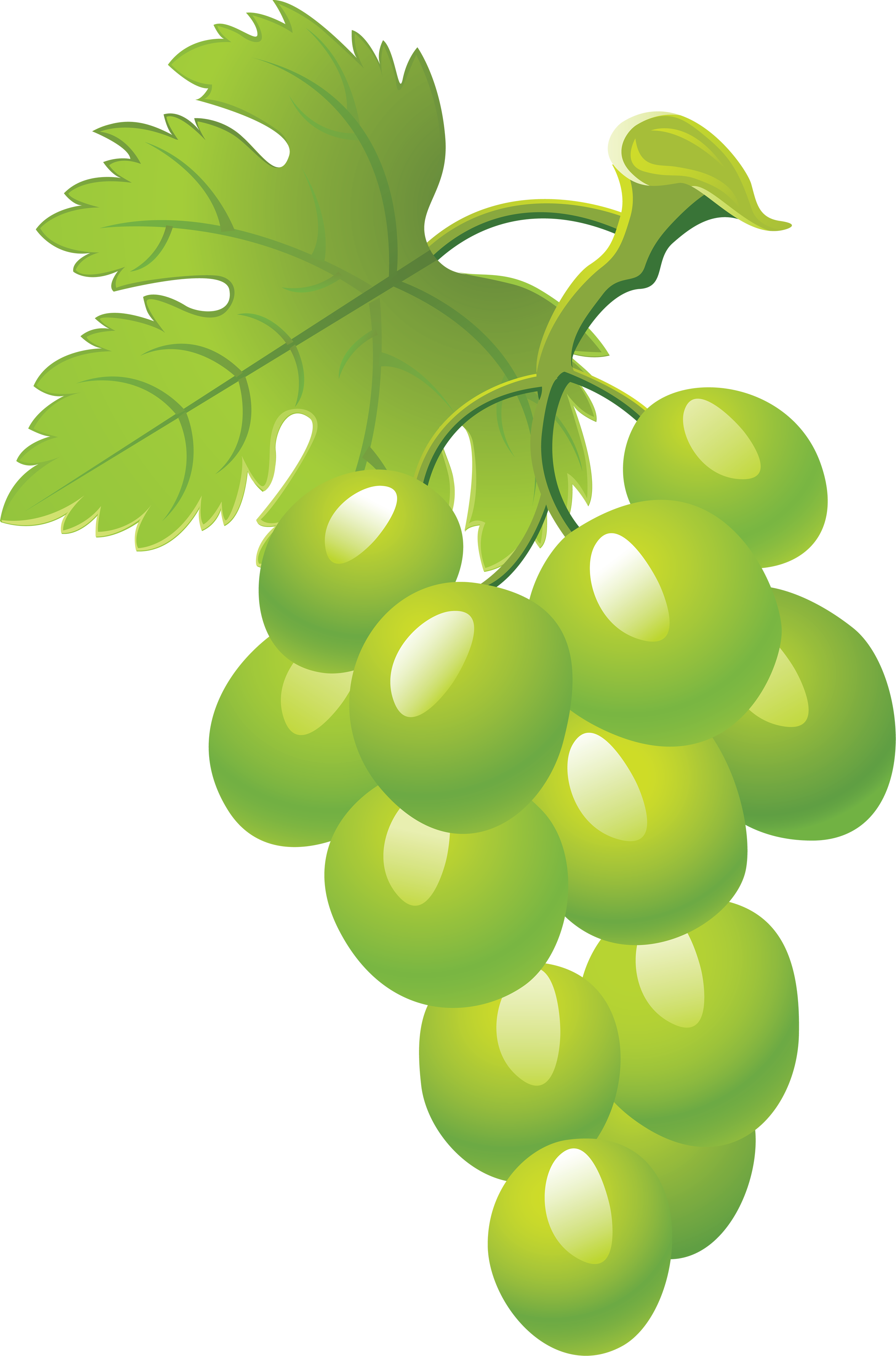Grape Clipart Grape Leaf - Grapes Clipart Png (2352x3559)