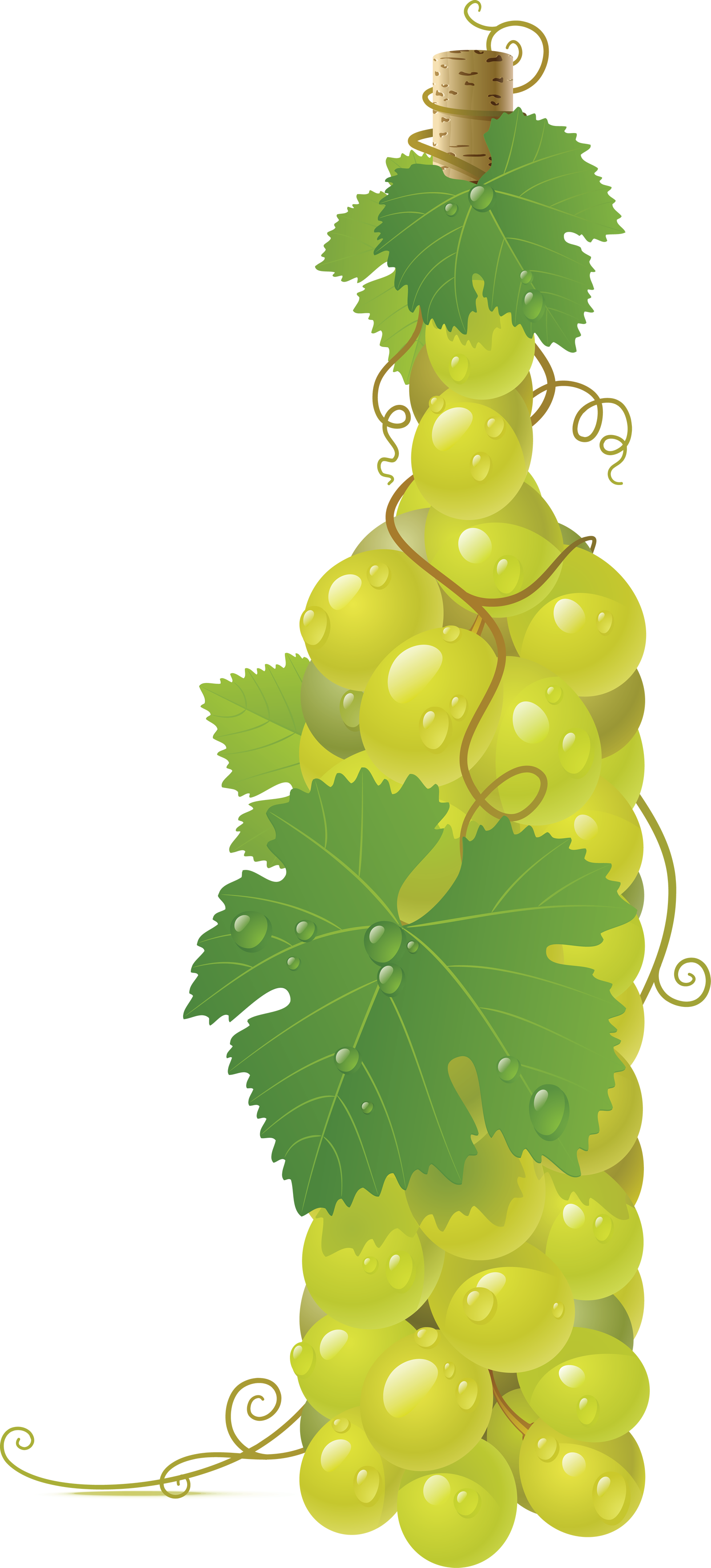 Grape Clipart Two - Grapes Vector (1599x3524)