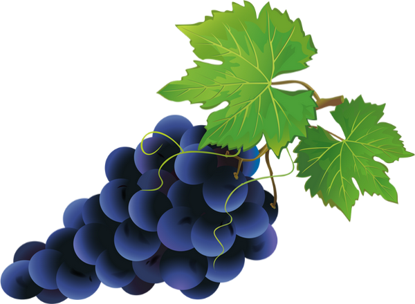 Grape Clipart Uva - Blaue Trauben Clipart (600x440)