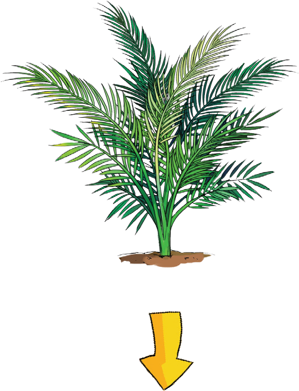 The Gallery For > - Houseplant (693x797)