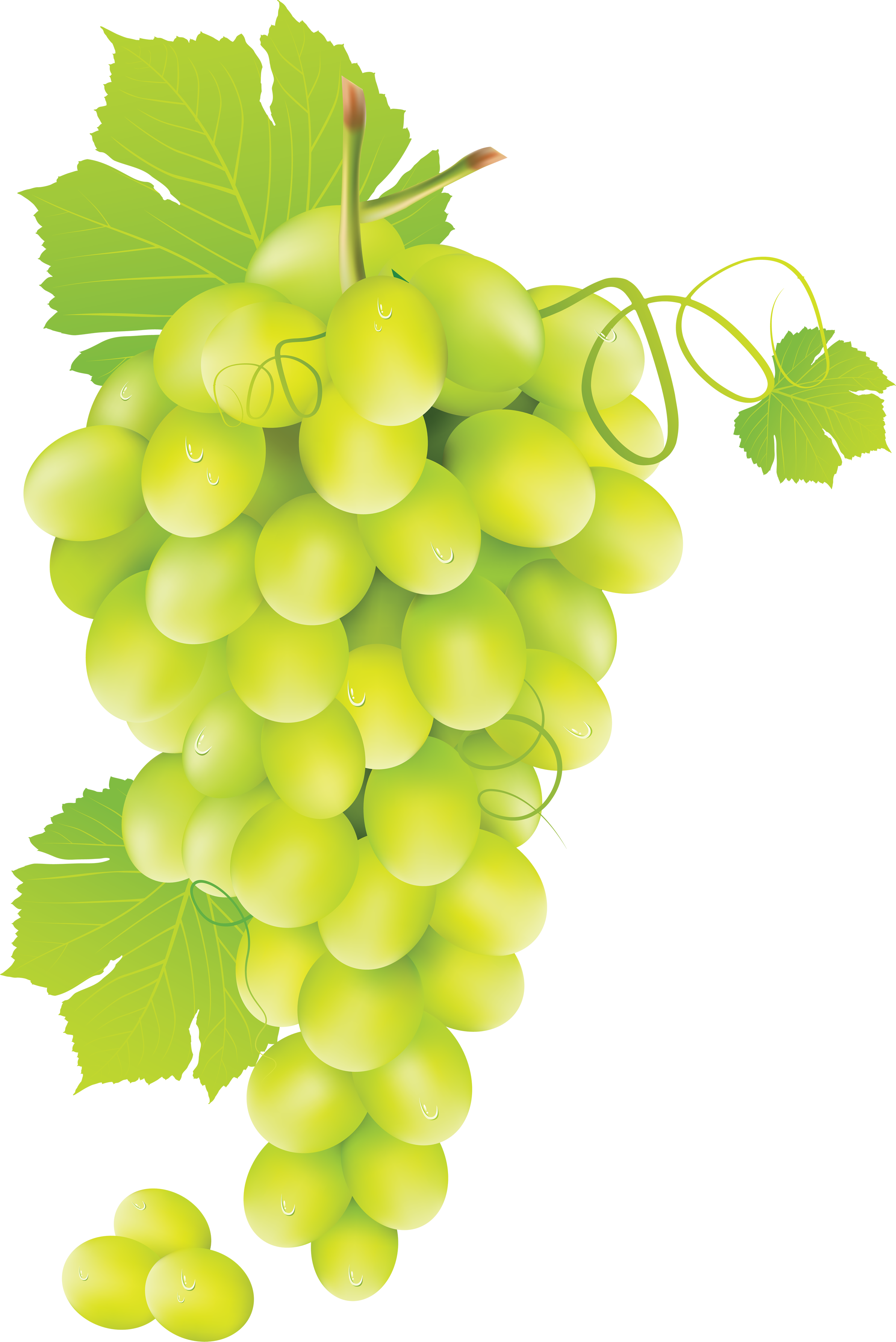 Green Grapes Clipart - Green Grape Png (2384x3570)
